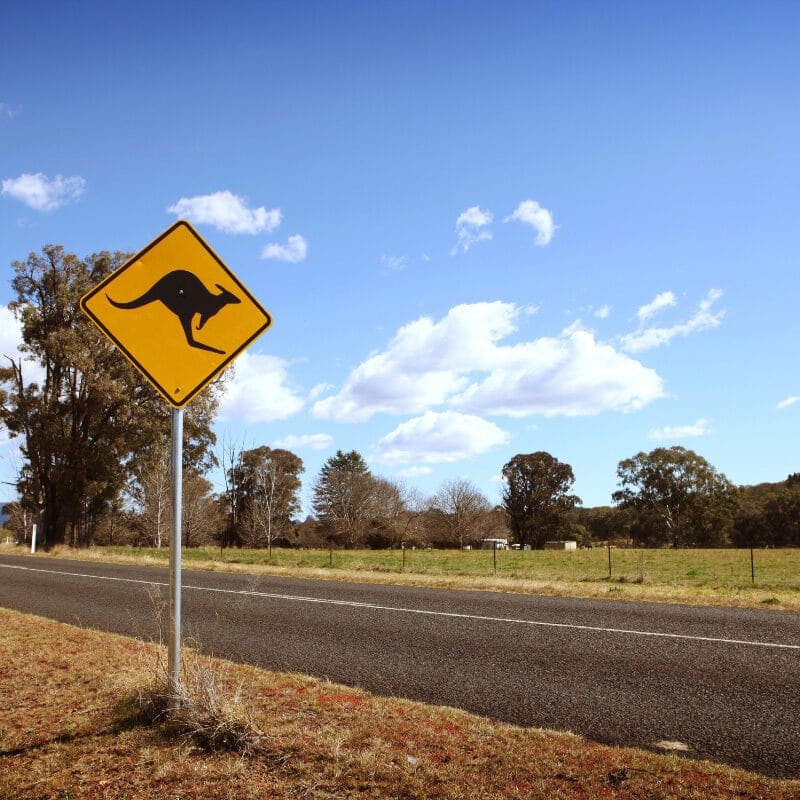 Roadside warning sign with a kangaroo symbol indicating caution for crossing wildlife in a rural setting.
